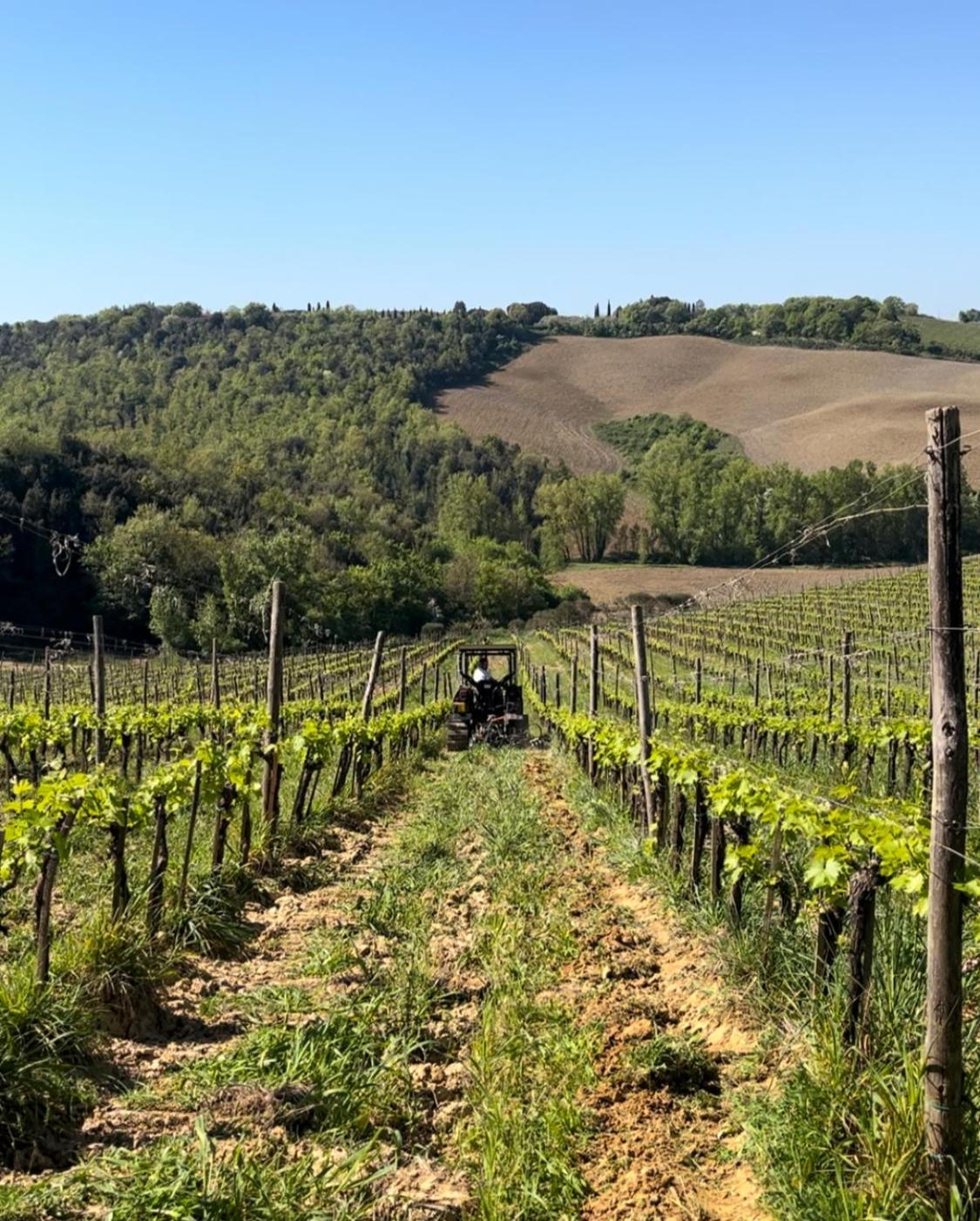 Podere Sole Trequanda Bagian luar foto