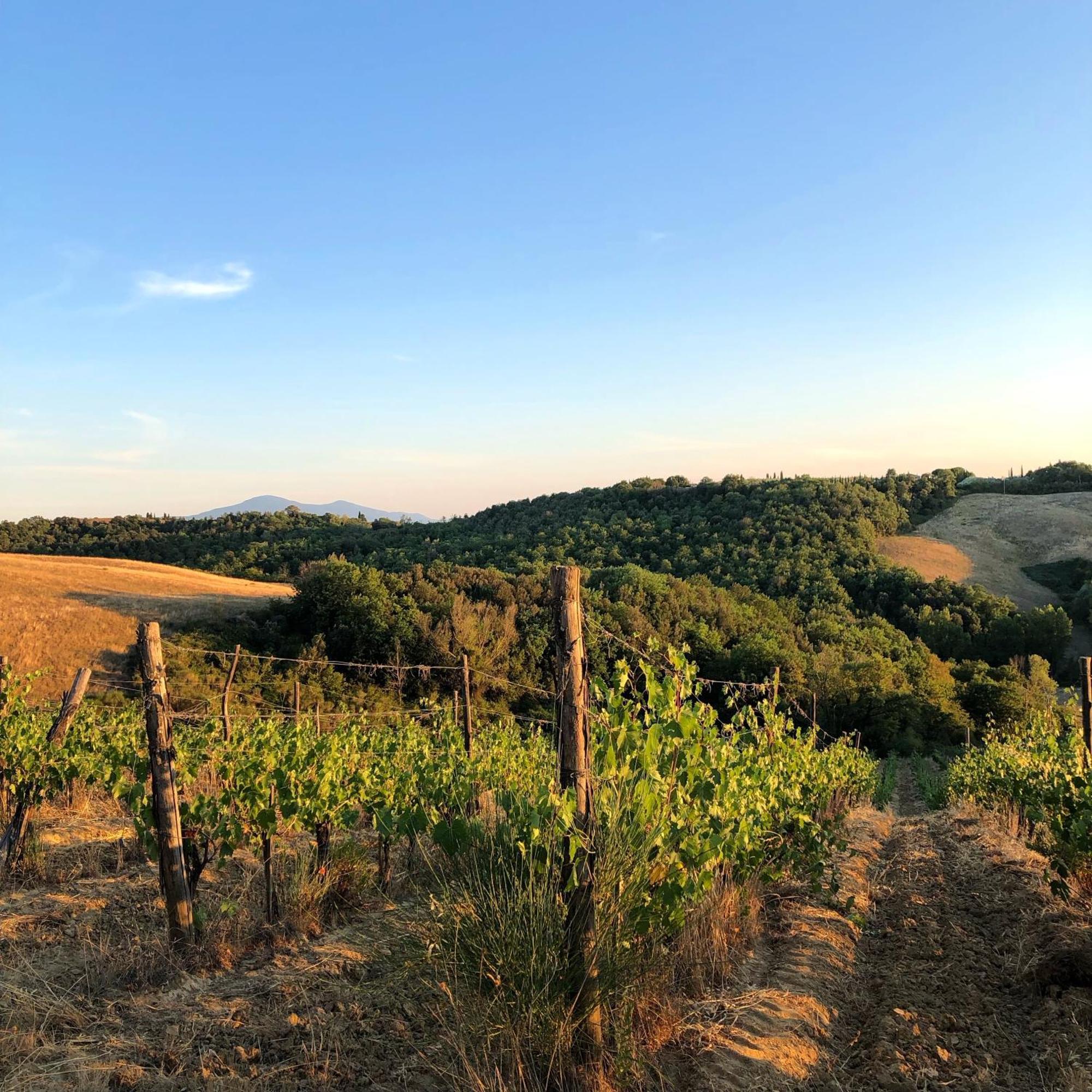 Podere Sole Trequanda Bagian luar foto